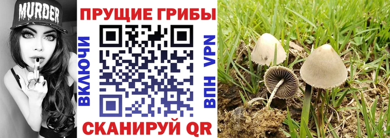 дарнет шоп  Бавлы  Галлюциногенные грибы MAGIC MUSHROOMS 